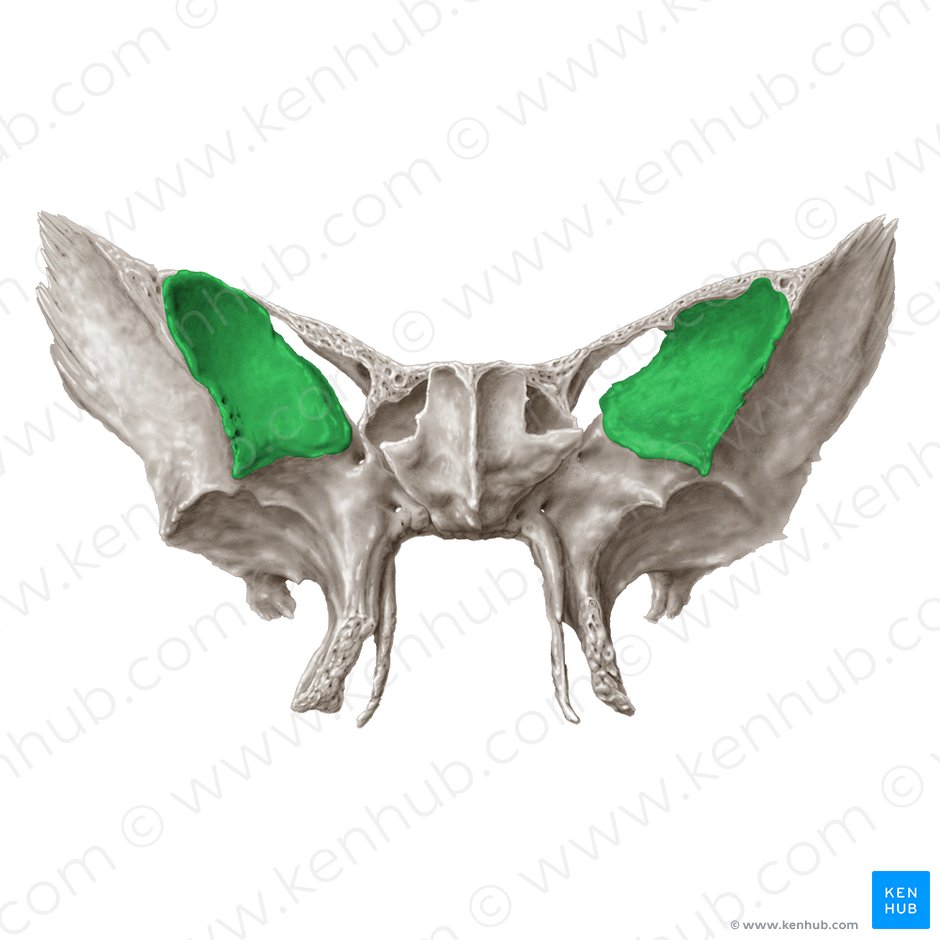 Cara orbitaria del ala mayor del hueso esfenoides (Facies orbitalis alae majoris ossis sphenoidalis); Imagen: Samantha Zimmerman