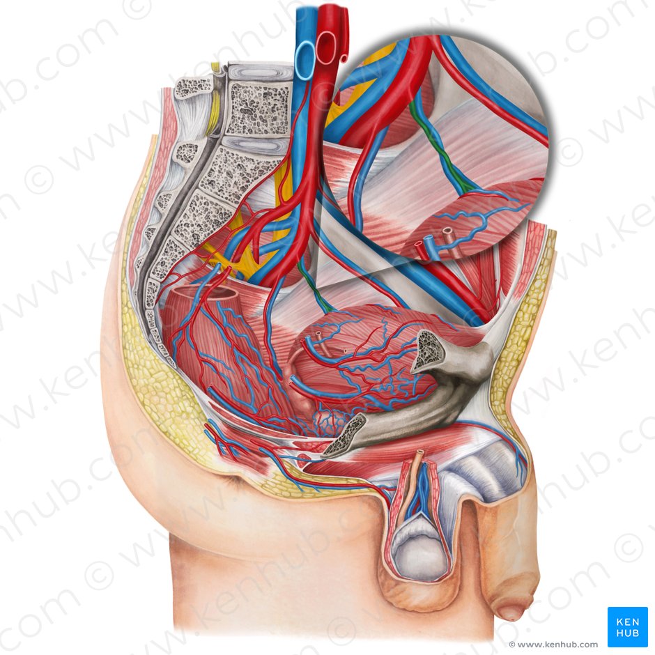Arteria vesical inferior izquierda (Arteria vesicalis inferior sinistra); Imagen: Irina Münstermann