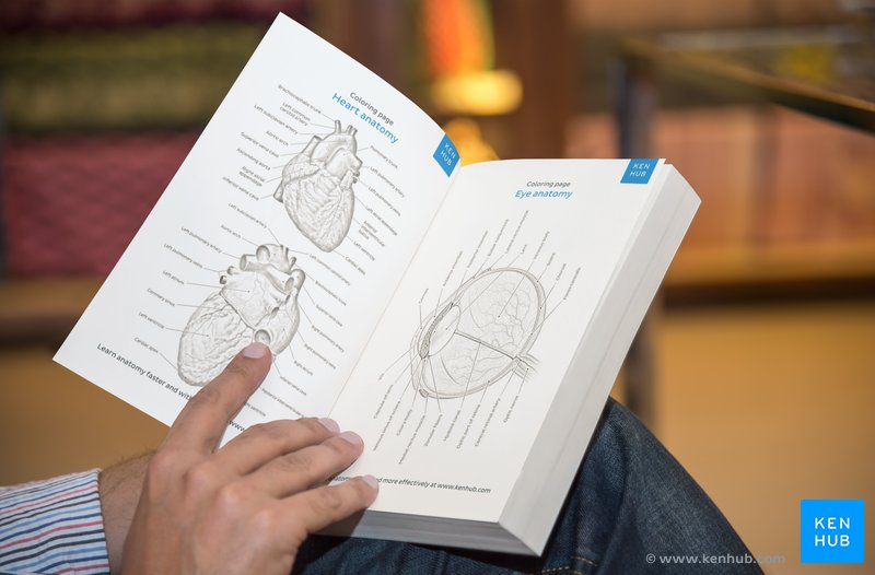 Kenhub anatomy coloring book - free download.