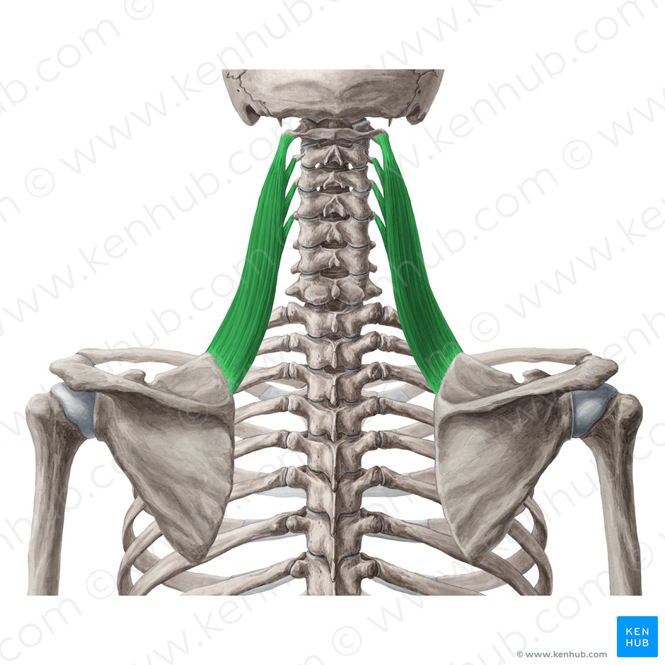 Músculo levantador da escápula (Musculus levator scapulae); Imagem: Yousun Koh