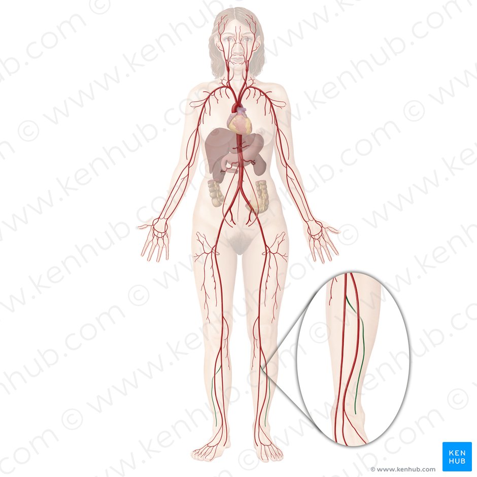 Fibular artery (Arteria fibularis); Image: Begoña Rodriguez