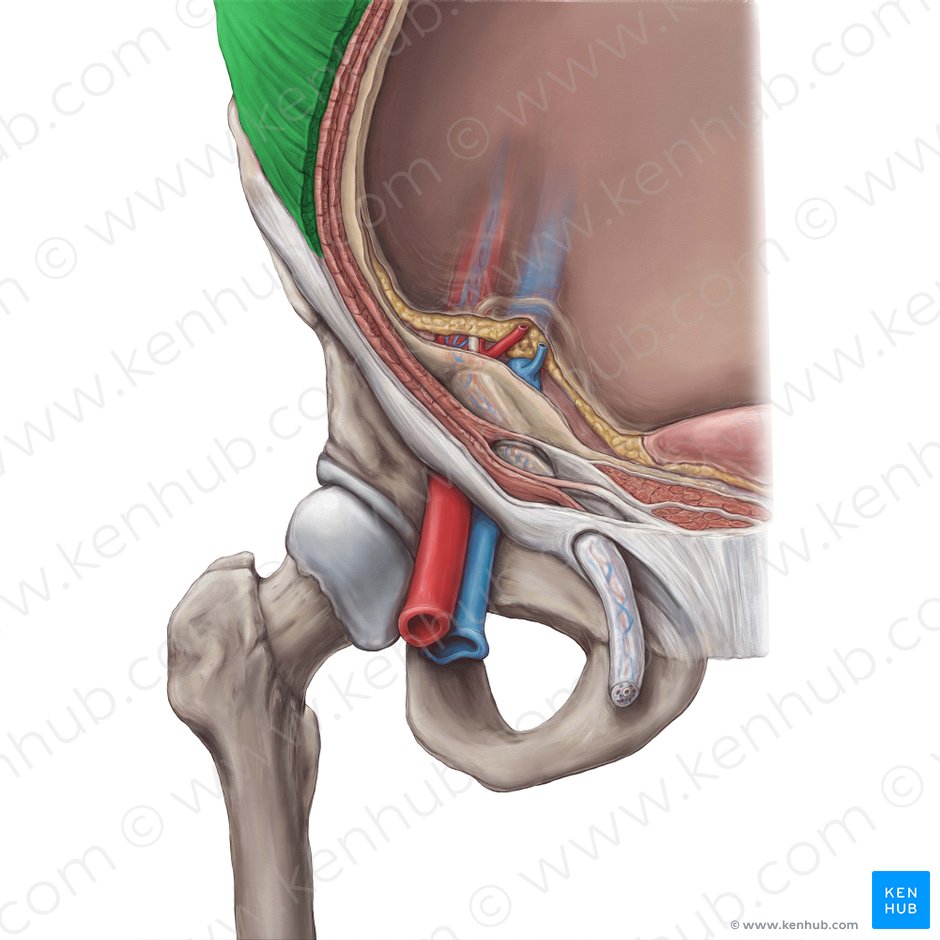 External abdominal oblique muscle (Musculus obliquus externus abdominis); Image: Hannah Ely