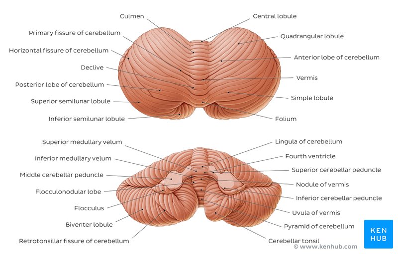 Overview of the cerebellum