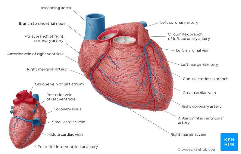 Coronary Arteries And Cardiac Veins Anatomy And Branches Kenhub