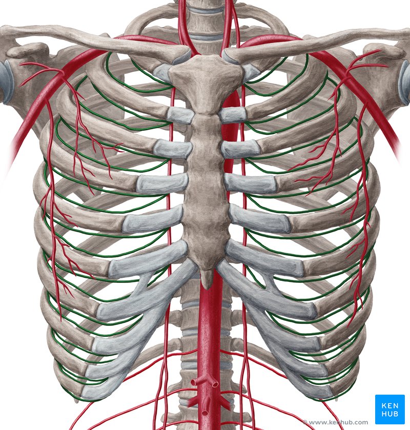 Arteriae intercostales anteriores - Anatomie und Verlauf | Kenhub