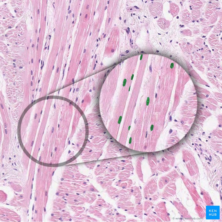 Núcleo de la fibra muscular (Nucleus myocyti); Imagen: 