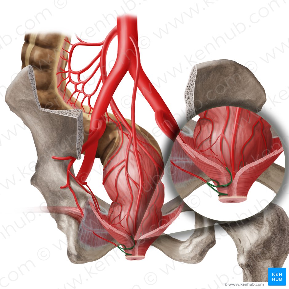 Arteria rectal inferior (Arteria anorectalis inferior); Imagen: Begoña Rodriguez