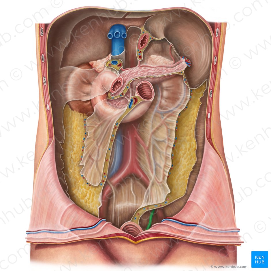 Uréter izquierdo (Ureter sinister); Imagen: Irina Münstermann