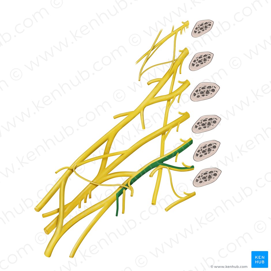 Medial antebrachial cutaneous nerve (Nervus cutaneus medialis antebrachii); Image: Begoña Rodriguez