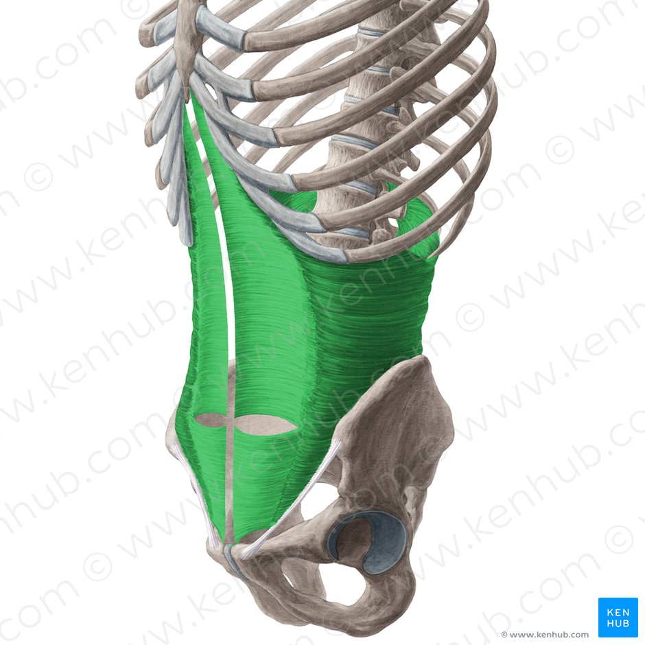 Músculo transverso do abdome (Musculus transversus abdominis); Imagem: Yousun Koh