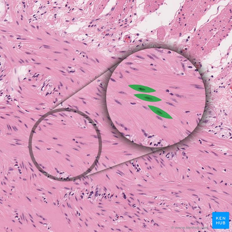Cardiac Muscle Tissue Labeled