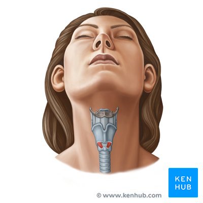 Vordere Halsregion, Kehlkopf und Luftröhre (Regio cervicalis anterior, larynx et trachea)