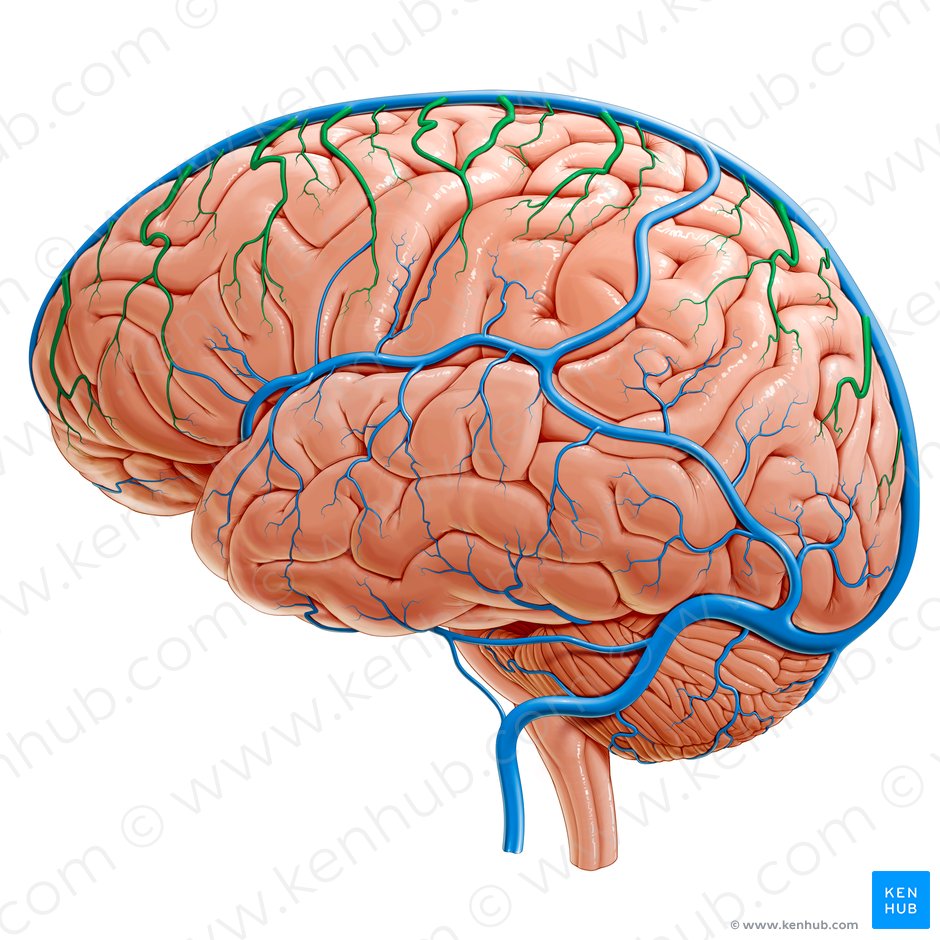 Superior cerebral veins (Venae superiores cerebri); Image: Paul Kim