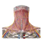 Vasos sanguíneos, nervos e gânglios linfáticos do pescoço