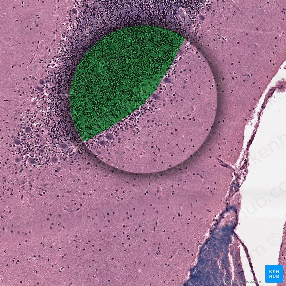 Granular cell layer; Image: 