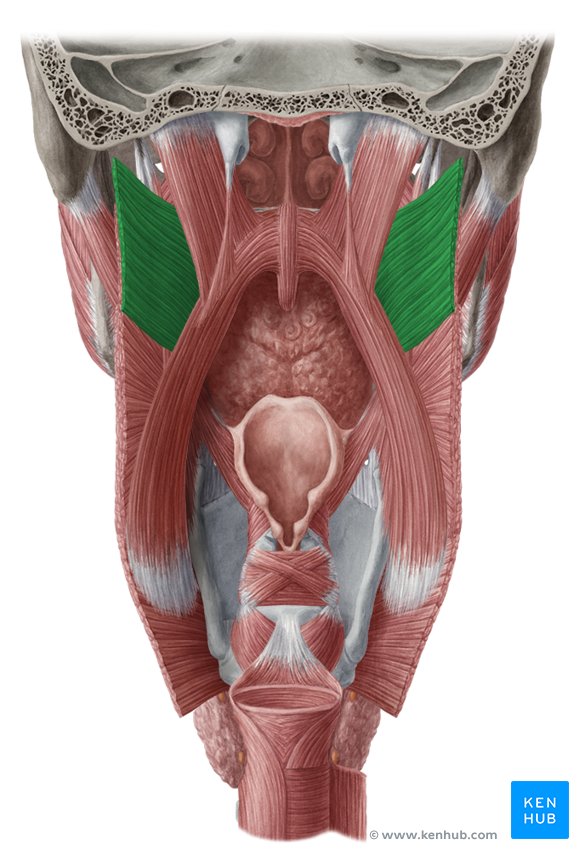 Passavant’s ridge: Anatomy, muscles and clinical aspects | Kenhub