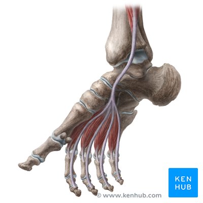 Ankle and foot - left lateral view