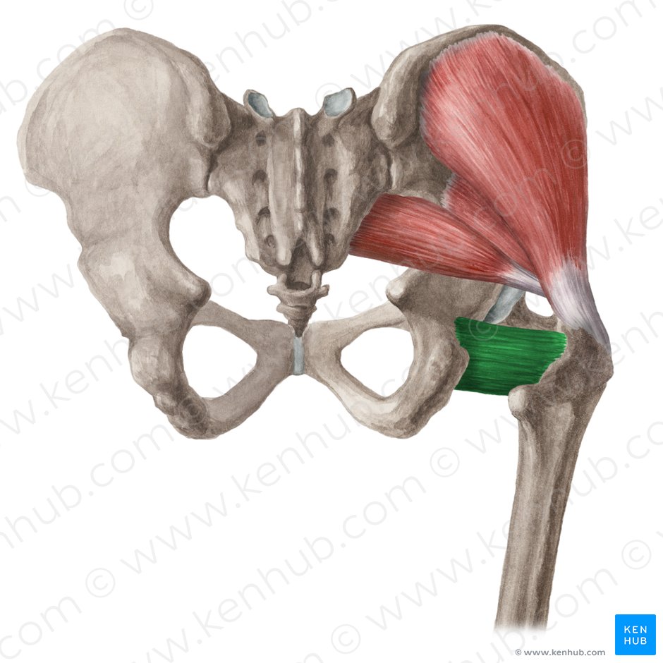 Músculo quadrado femoral (Musculus quadratus femoris); Imagem: Liene Znotina