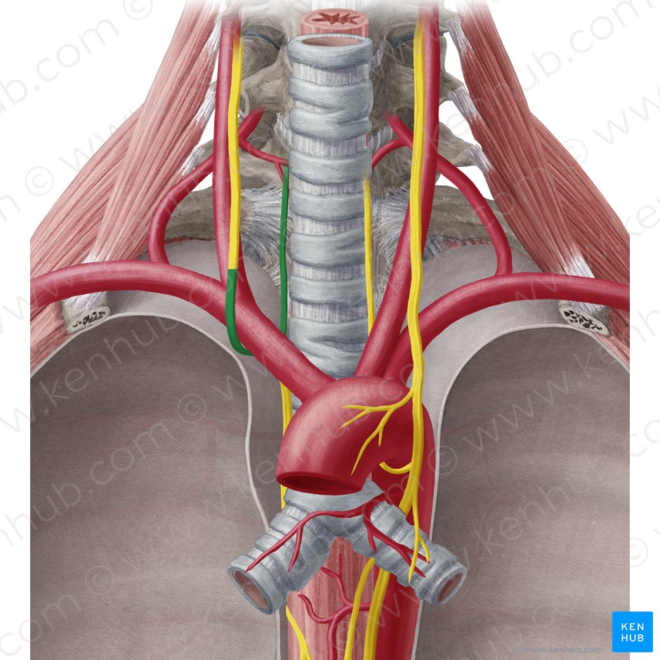Vagus nerve: Anatomy, function and branches | Kenhub