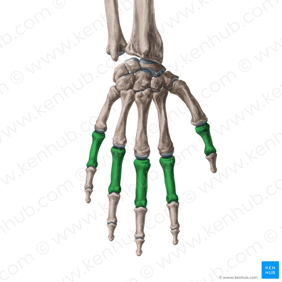 Phalanx proximalis manus (Grundglieder der Finger); Bild: Yousun Koh
