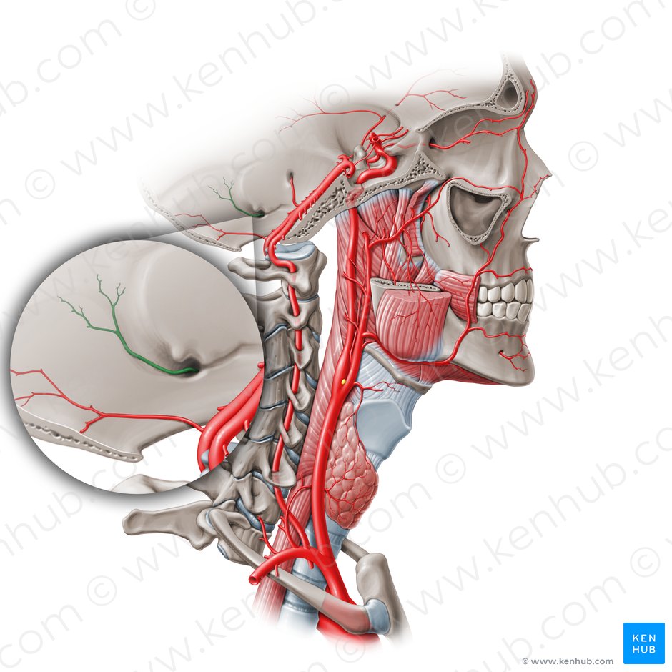 Arteria meníngea posterior (Arteria meningea posterior); Imagen: Paul Kim
