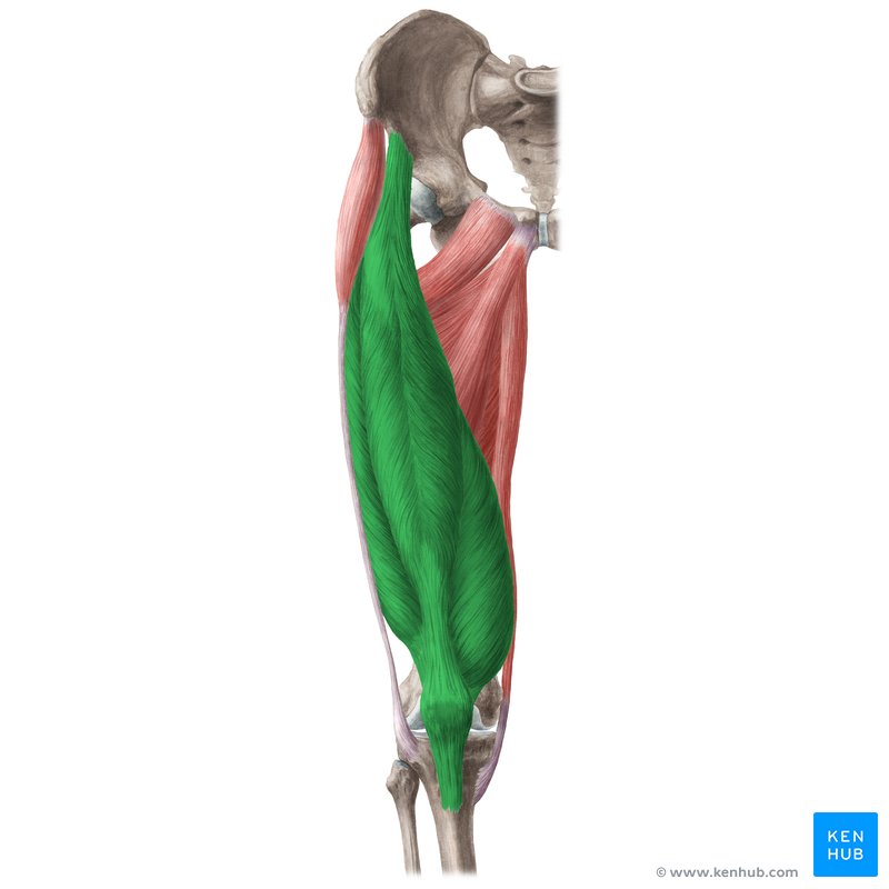 Músculo cuádriceps femoral (Musculus quadriceps femoris)