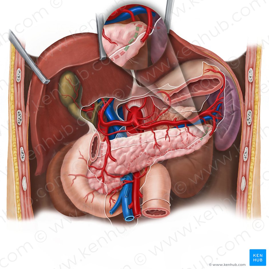 Arteria de la cola del páncreas (Arteria caudae pancreatis); Imagen: Esther Gollan