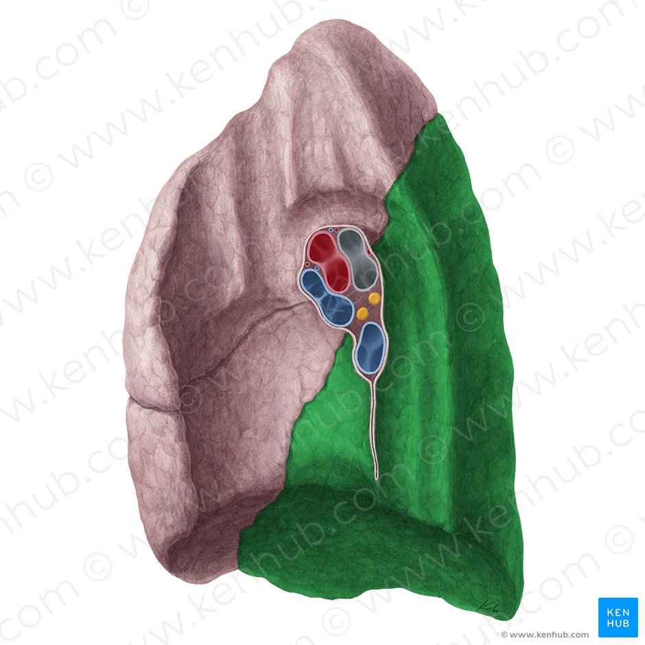 Inferior lobe of lung (Lobus inferior pulmonis); Image: Yousun Koh