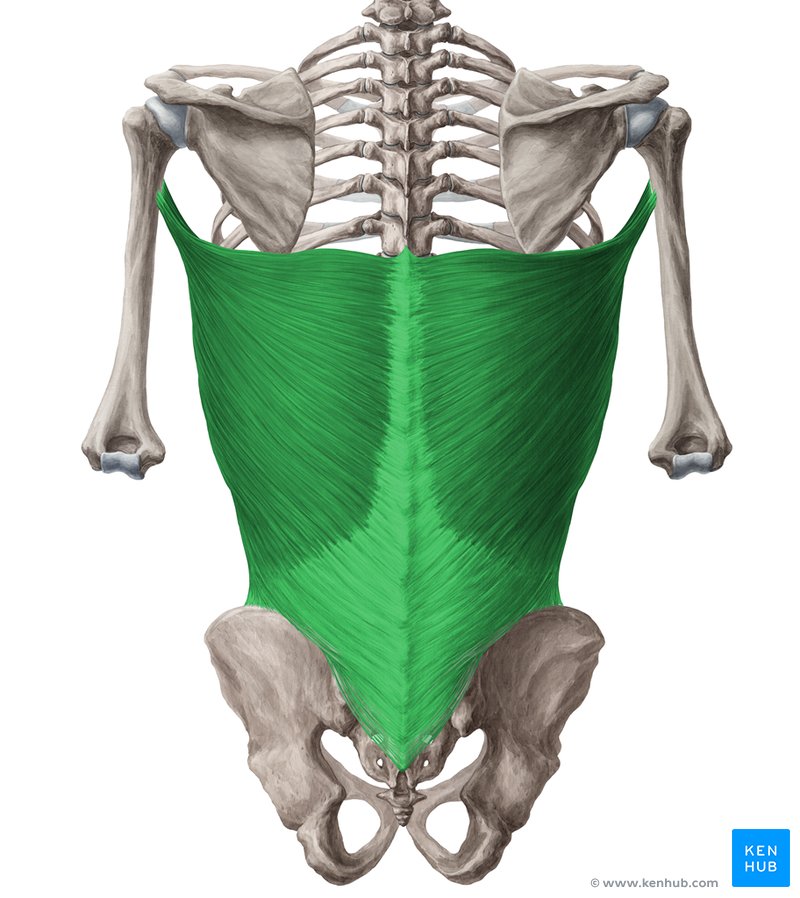 Músculo dorsal ancho (Musculus latissimus dorsi)