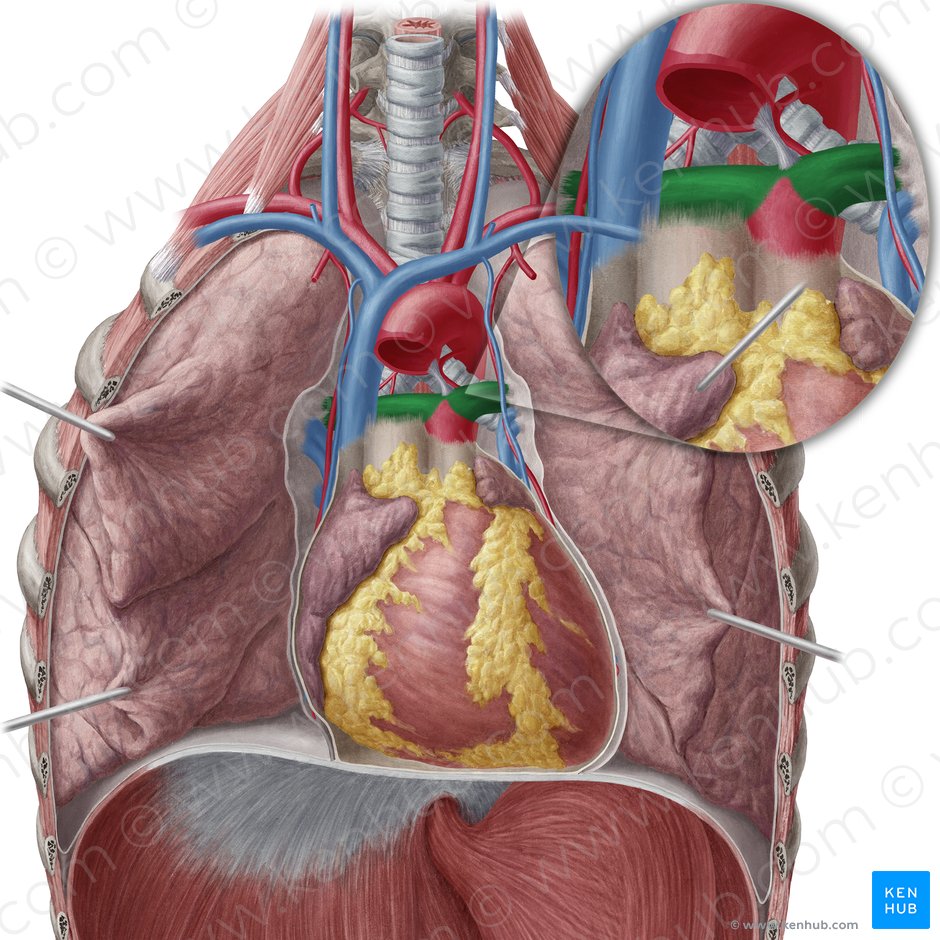 arteria pulmonalis dextra definition)