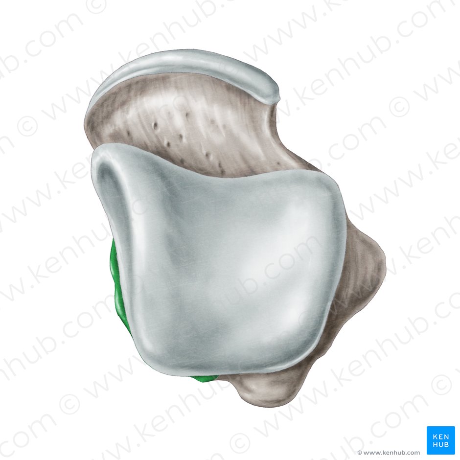 Medial tubercle of posterior process of talus (Tuberculum mediale processus posterioris ossis tali); Image: Samantha Zimmerman