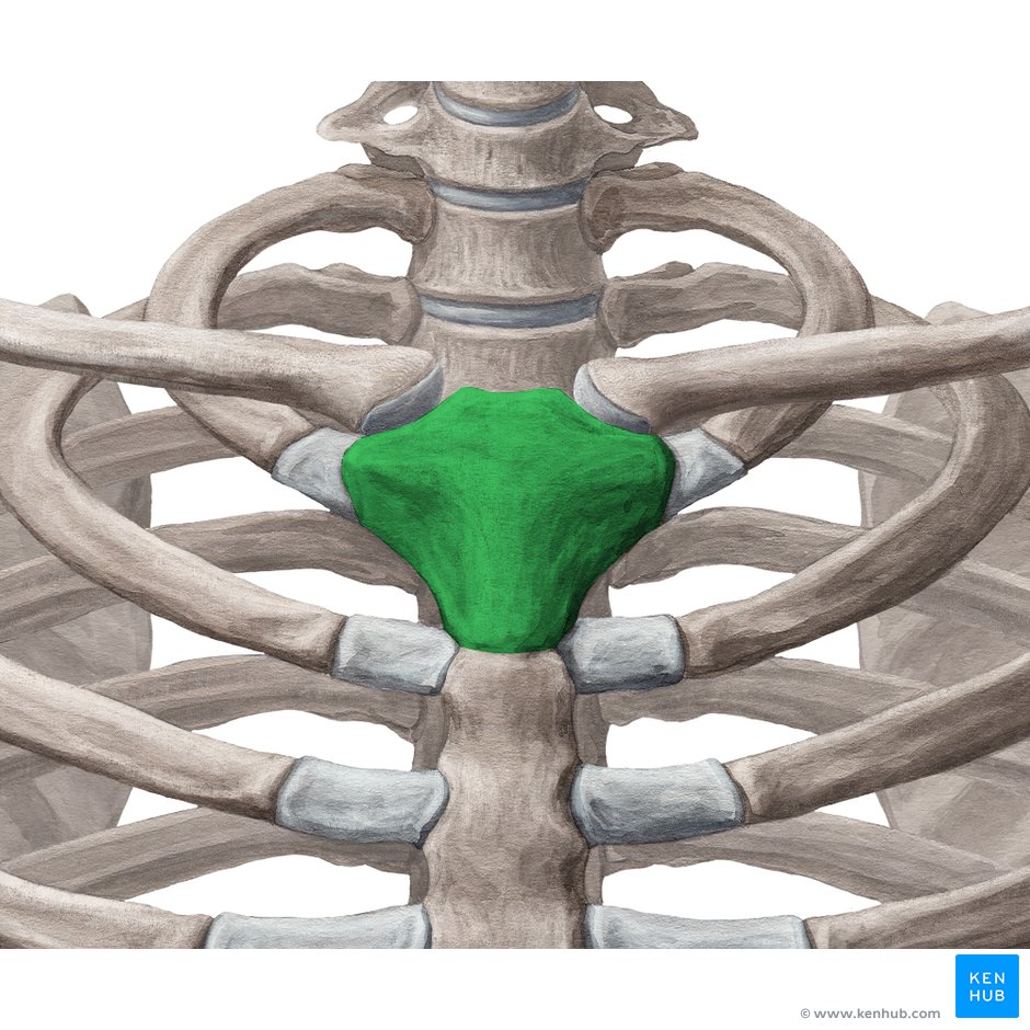 Manubriosternal joint: Bones, ligaments, movements | Kenhub