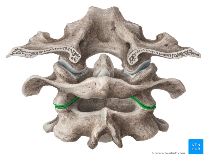 Atlantoaxial joint: Anatomy, function, movements | Kenhub