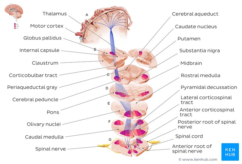 Overview of the pyramidal tracts - ventral view