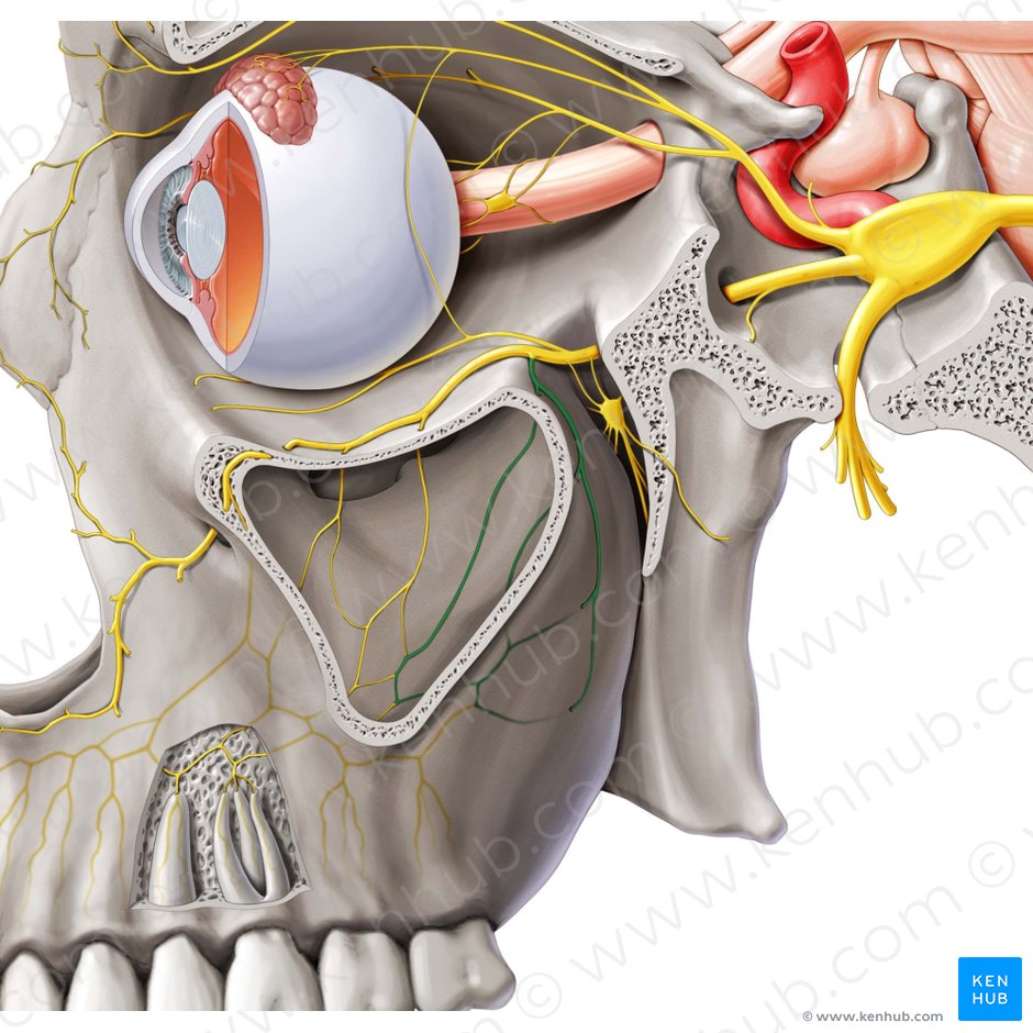 Nervus alveolaris superior posterior (Hinterer oberer Zahnfachnerv); Bild: Paul Kim