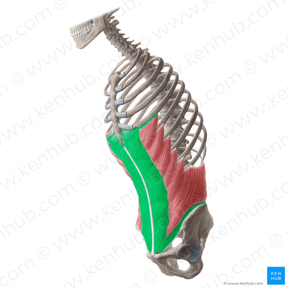 Aponeurose do músculo oblíquo externo do abdômen (Aponeurosis musculi obliqui externi abdominis); Imagem: Yousun Koh