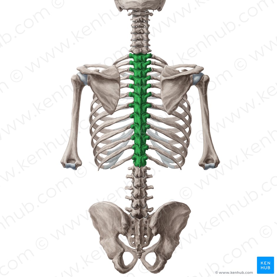 Thoracic vertebrae (Vertebrae thoracicae); Image: Yousun Koh