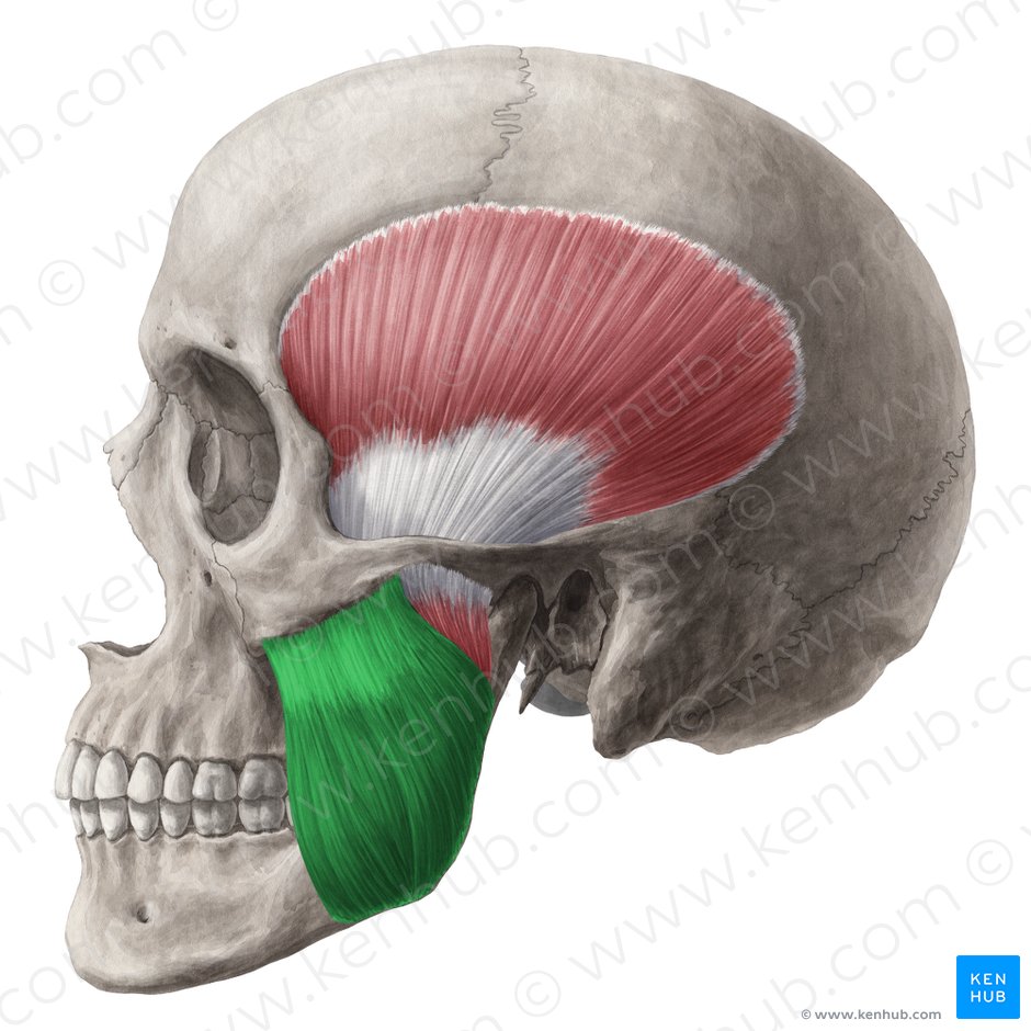 Superficial part of masseter muscle (Pars superficialis musculi masseteri); Image: Yousun Koh