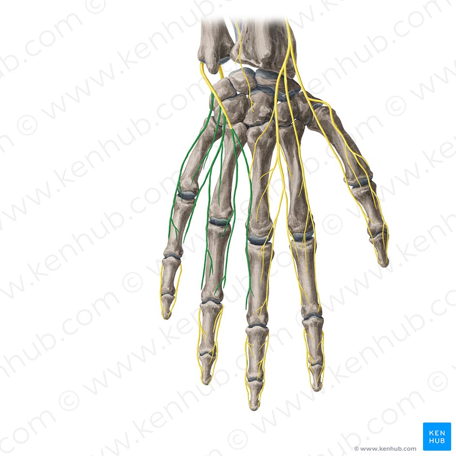 Rami digitales dorsales nervi ulnaris (Rückseitige Fingeräste des Ellennervs); Bild: Yousun Koh
