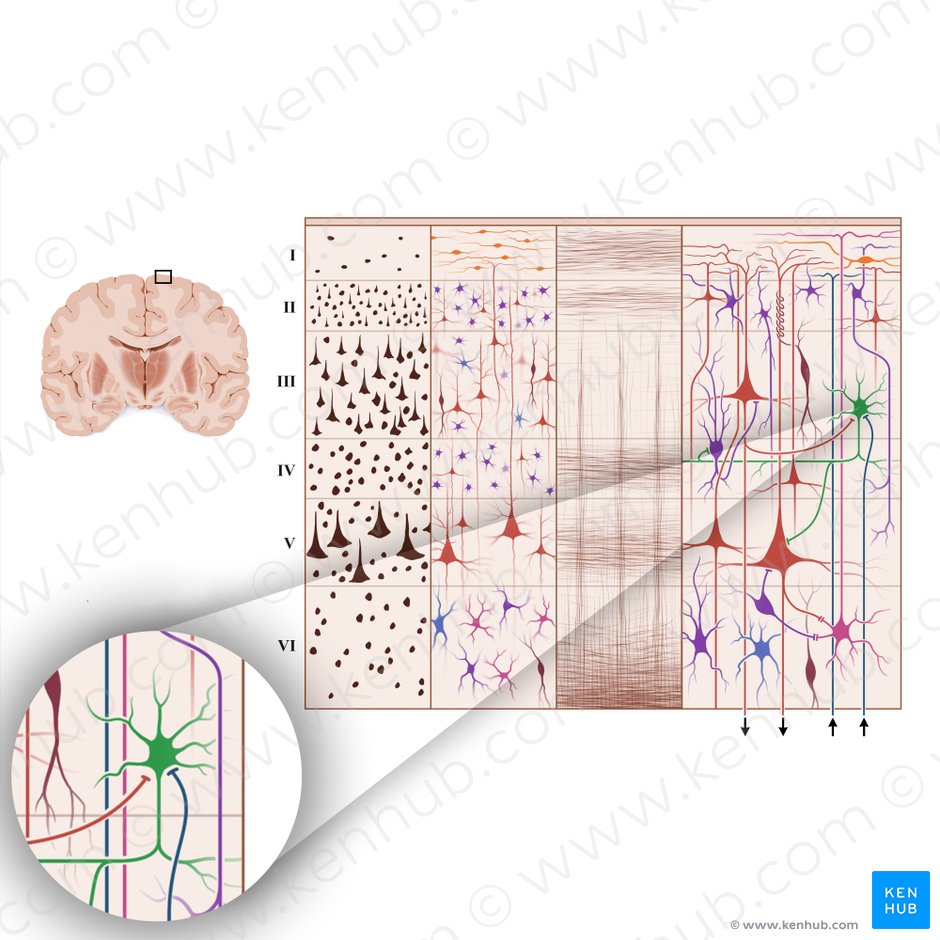 Neuron cobiforme (Korbzelle der Großhirnrinde); Bild: Paul Kim