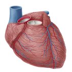 Coronary arteries and cardiac veins