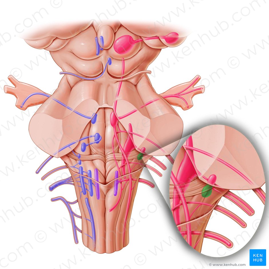 Núcleo coclear posterior (Nucleus cochlearis posterior); Imagen: Paul Kim