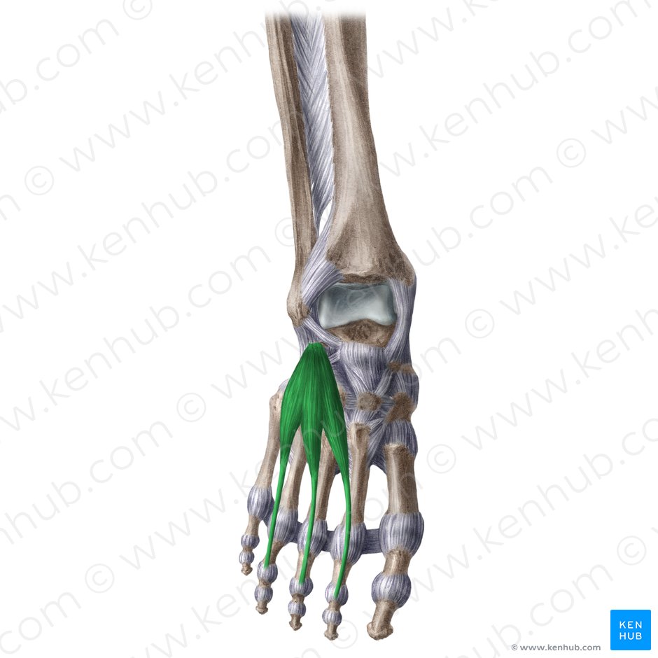 Músculo extensor corto de los dedos (Musculus extensor digitorum brevis); Imagen: Liene Znotina
