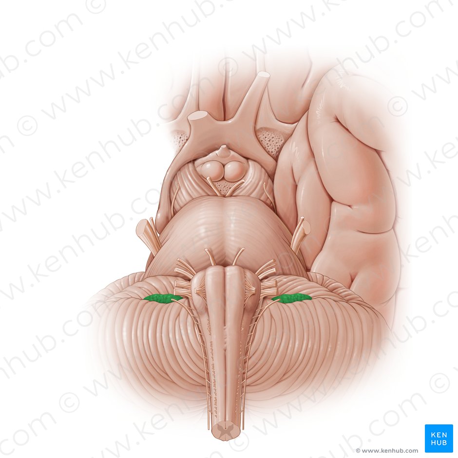 Choroid plexus of fourth ventricle (Plexus choroideus ventriculi quarti); Image: Paul Kim