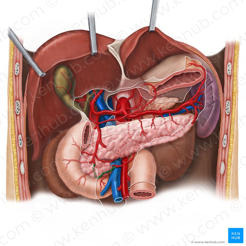 Arteria pancreaticoduodenalis anterior inferior (Vordere untere Bauchspeicheldrüsen-Zwölffingerdarm-Arterie); Bild: Esther Gollan