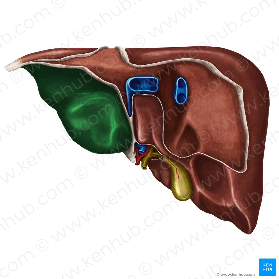 Visceral surface of left lobe of liver (Facies visceralis lobi sinistri hepatis); Image: Irina Münstermann