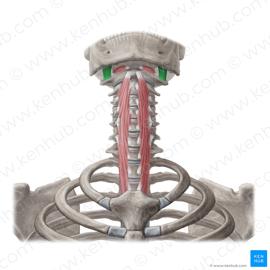 Rectus capitis lateralis muscle (Musculus rectus capitis lateralis); Image: Yousun Koh