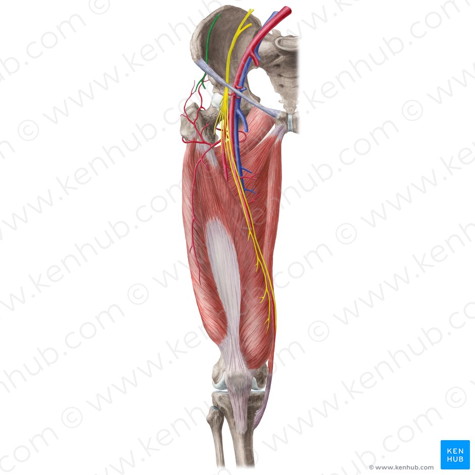 Lateral femoral cutaneous nerve (Nervus cutaneus lateralis femoris); Image: Liene Znotina