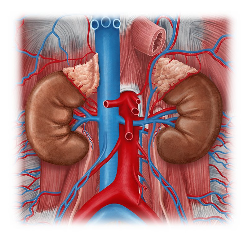 Kidneys (Anatomy) - Study Guide | Kenhub