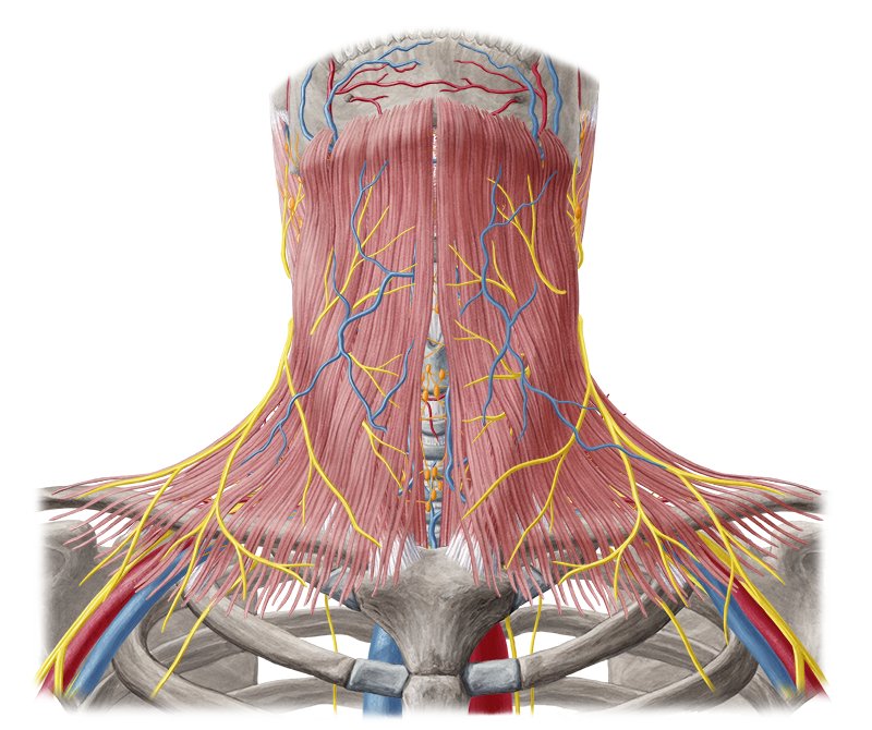 Neck (Anatomy) - Study Guide | Kenhub